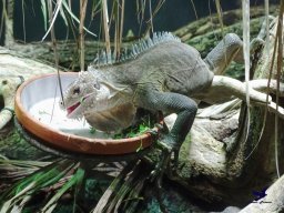 Tiergarten Schönbrunn am 20.10.2025